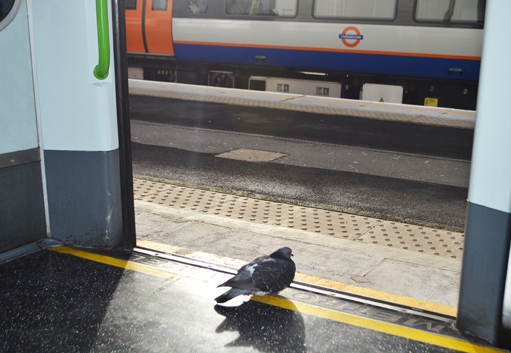 Pigeon deciding whether to take the District Line or North London Line from Richmond station